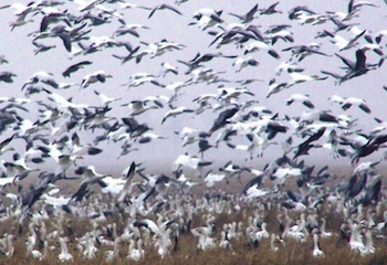 Elmwood IL Snow Geese